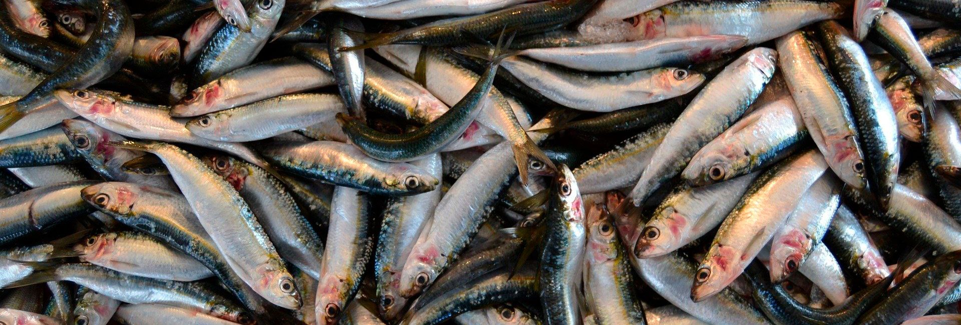 Sardinas