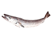 Pescada