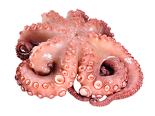 Pulpo